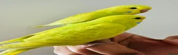 Budgerigars birds for sale: Hand Tamed Budgies - Advert 2