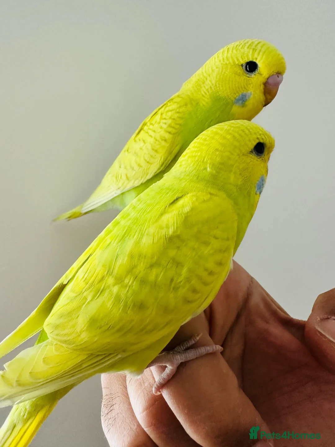 Budgerigars birds for sale: Hand Tamed Budgies - Advert 2