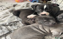 Staffordshire Bull Terrier dogs for sale: Sold  - Image 13