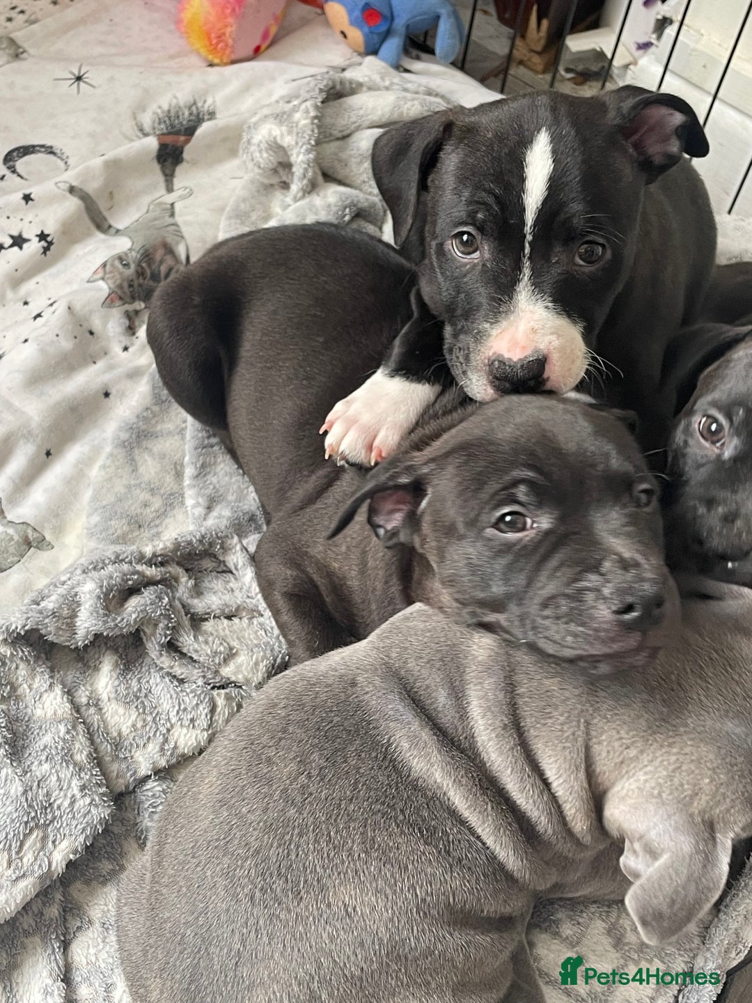 Staffordshire Bull Terrier dogs for sale: Sold  - Image 13