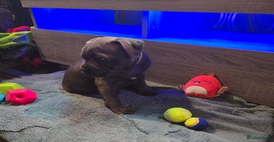 Staffordshire Bull Terrier dogs - Advert 2