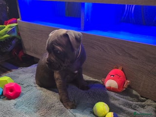 Staffordshire Bull Terrier dogs - Advert 7