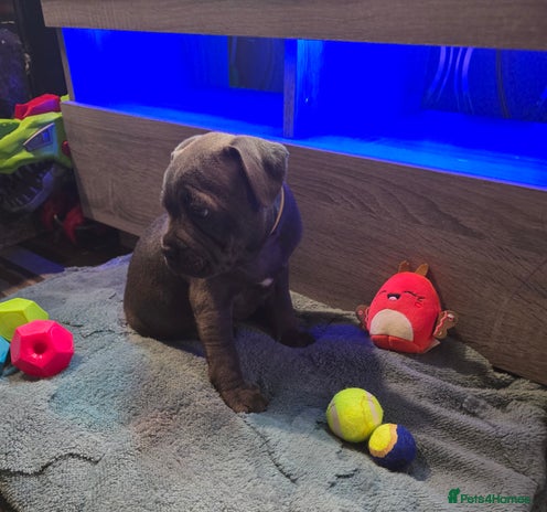 Staffordshire Bull Terrier dogs - Advert 1