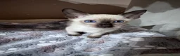 Siamese cats for sale: 4 affectionate male Siamese kittens  - Advert 4