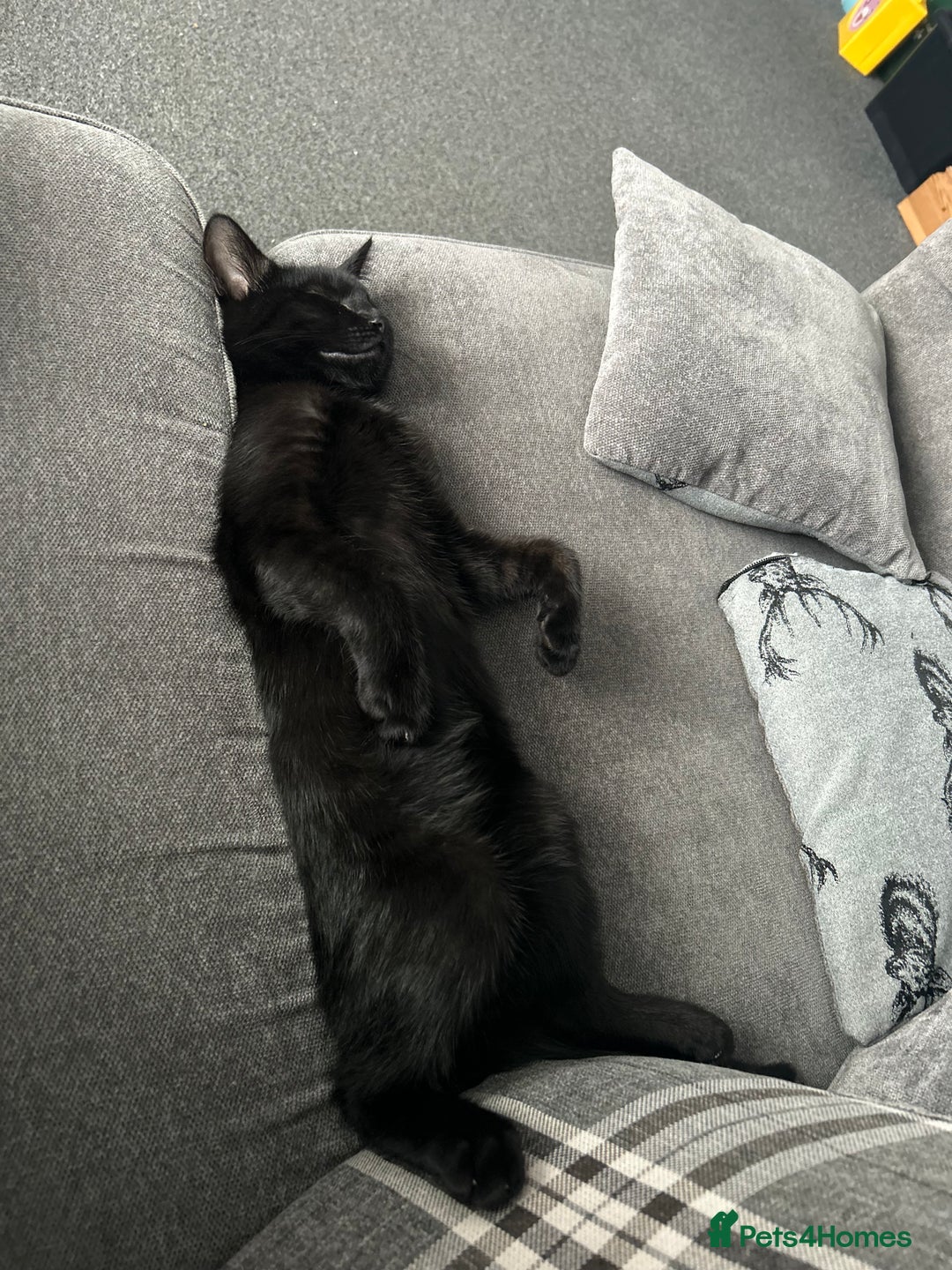 Mixed Breed cats for sale: Shadow  - Advert 2