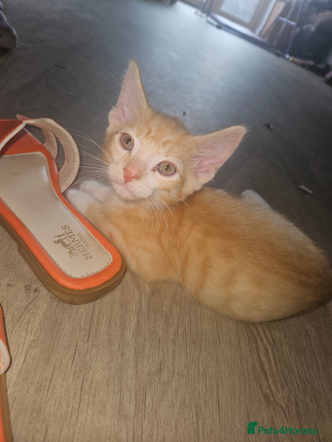 Mixed Breed cats for sale: Beautiful kittens  - Image 7
