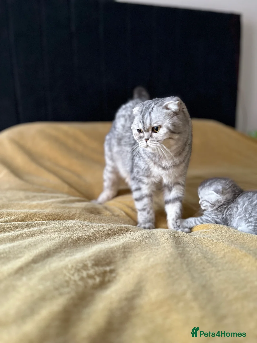 Scottish Fold cats for sale: For sale Scottish fold  kittens.  - Advert 1