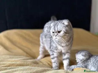 Scottish Fold cats For sale Scottish fold kittens. - Advert 4