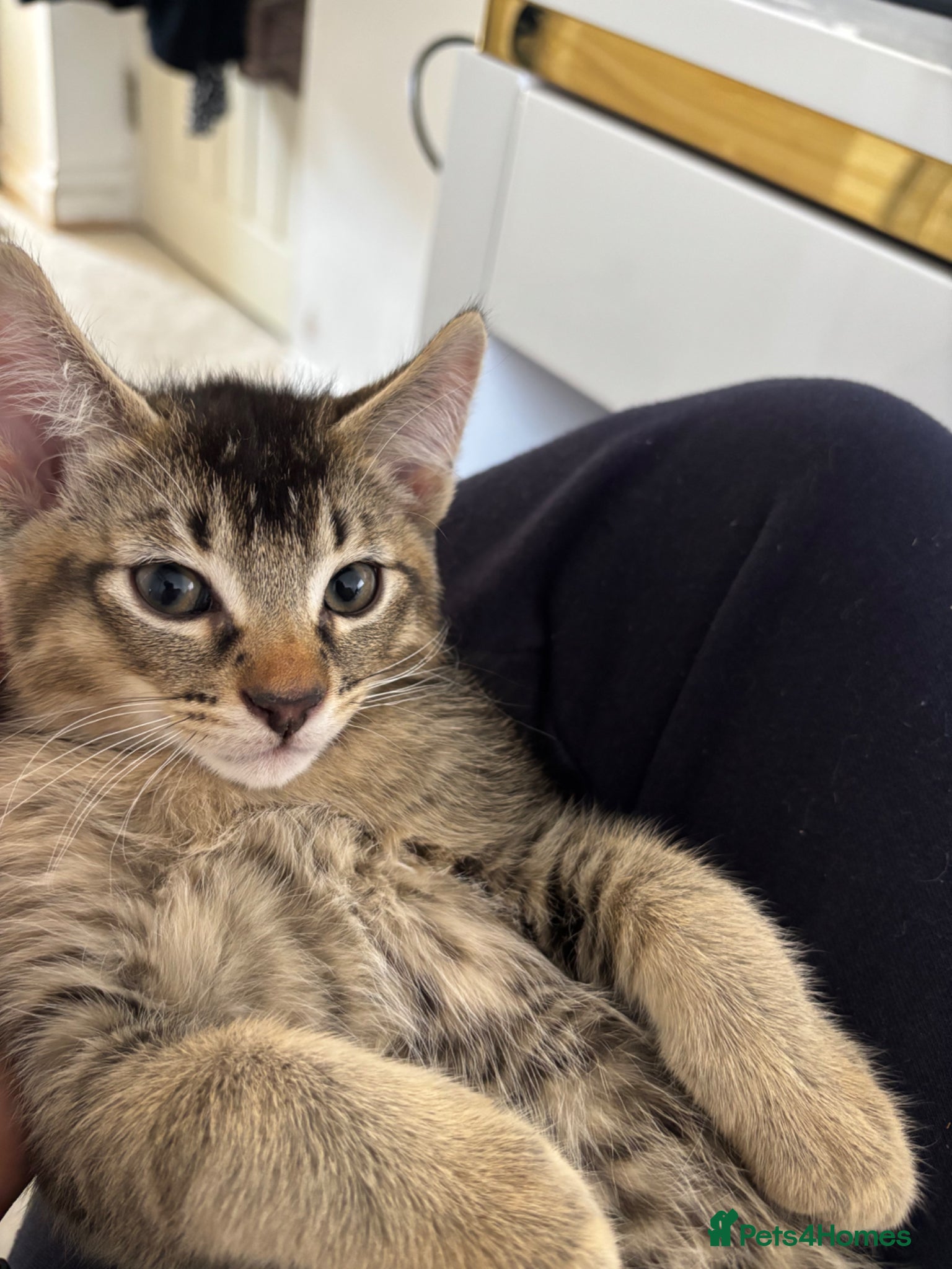 Abyssinian cats 4 LEFT - Abyssinian Bengal Kittens - Advert 5