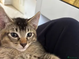 Abyssinian cats 4 LEFT - Abyssinian Bengal Kittens - Advert 15