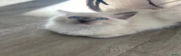 Ragdoll cats for sale: 4 TICA Registered Ragdoll girls available - Advert 3