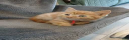 Mixed Breed cats for sale: Ginger male kitten - Advert 8