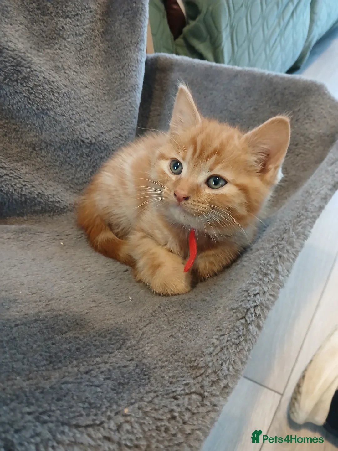 Mixed Breed cats for sale: Ginger male kitten - Advert 8