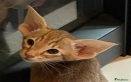 Oriental cats for sale: GCCF Oriental - Image 13