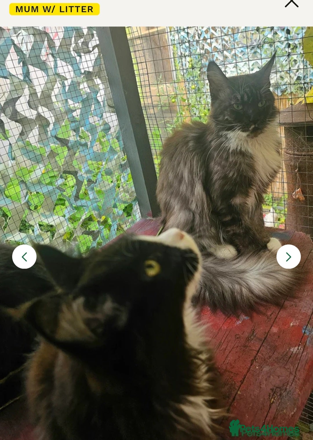 Maine Coon cats for sale: Big Maine Coon Kitten  - Advert 7