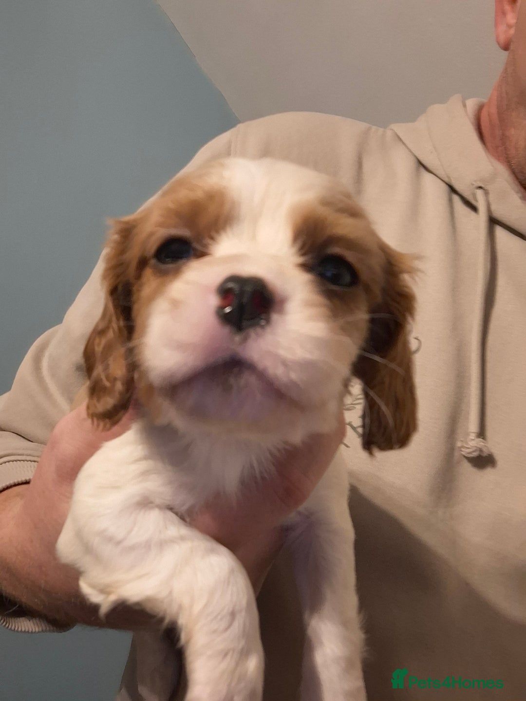 Cavapoo dogs for sale: Beautiful cavapoo F1b  - Advert 8