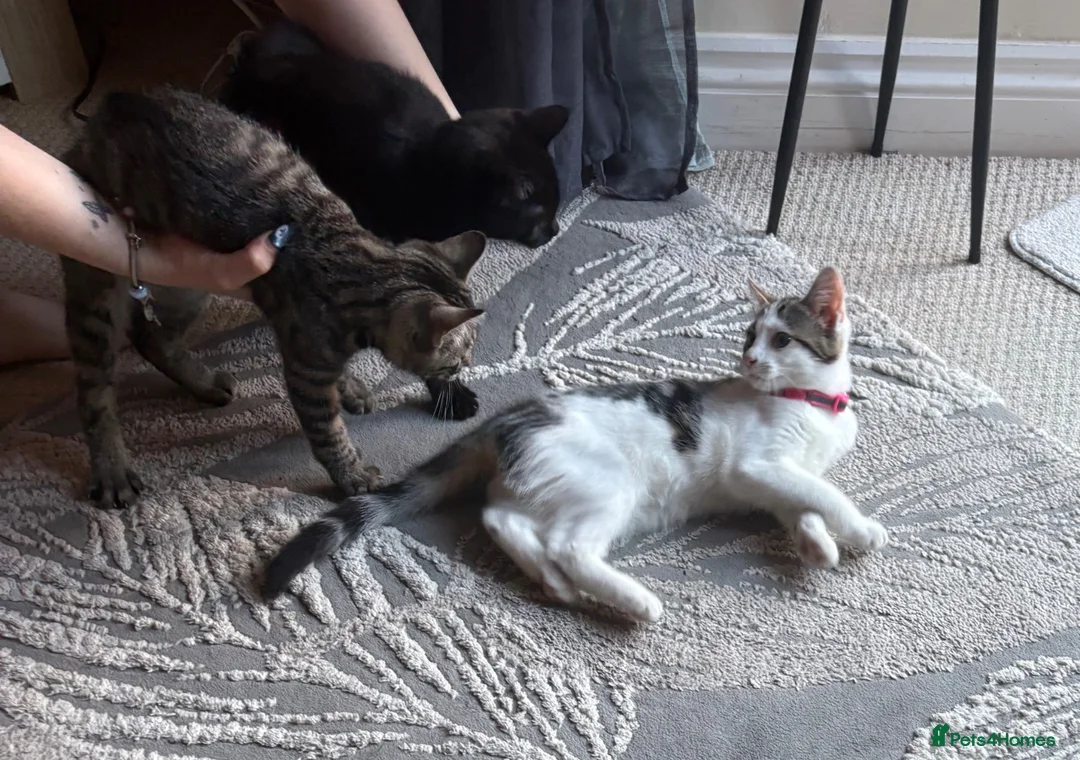Mixed Breed cats for sale: female kittens - tabby and black  - Advert 2