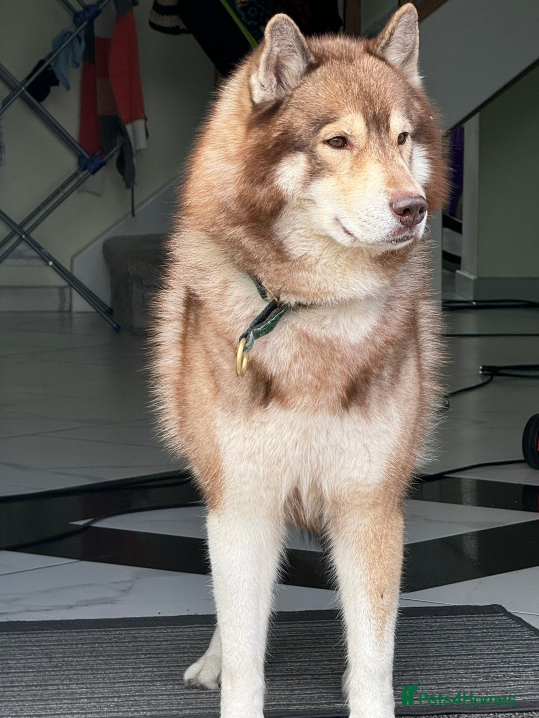 Siberian Husky dogs for stud: Siberian husky Stud (Proven) in Bishop's Stortford - Image 1