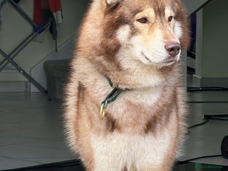 Siberian Husky dogs Siberian husky Stud (Proven) in Bishop's Stortford - Advert 4