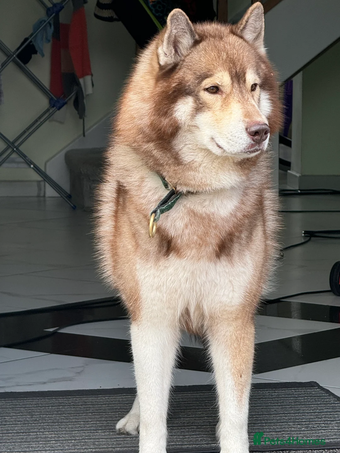 Siberian Husky dogs for stud: Siberian husky Stud (Proven) in Bishop's Stortford - Advert 1