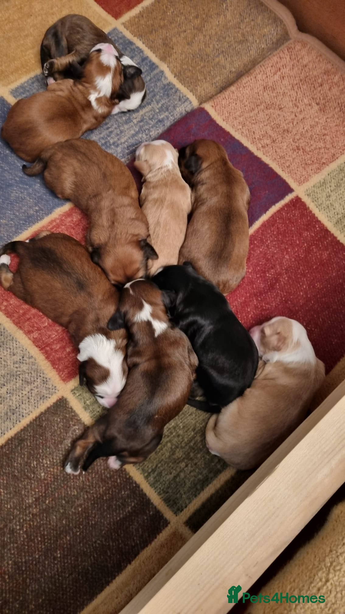 Tibetan Terrier dogs Stunning Tibetan Terrier Puppies  - Advert 2