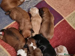 Tibetan Terrier dogs Stunning Tibetan Terrier Puppies - Advert 2