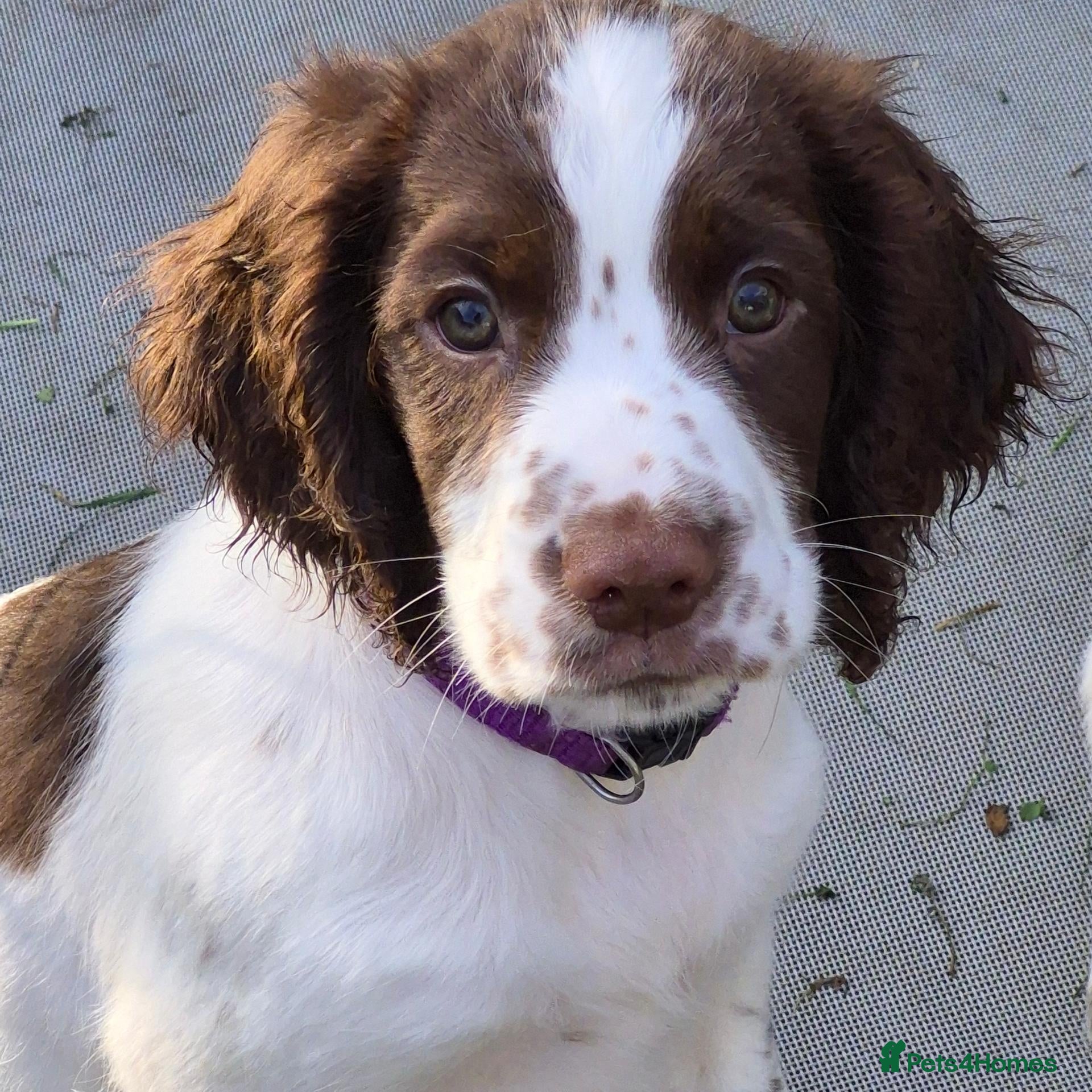 English Springer Spaniel dogs English Springer Spaniel  - Advert 1