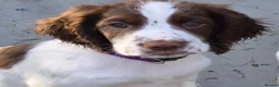 English Springer Spaniel dogs for sale: English Springer Spaniel  in Weston-super-Mare - Advert 1