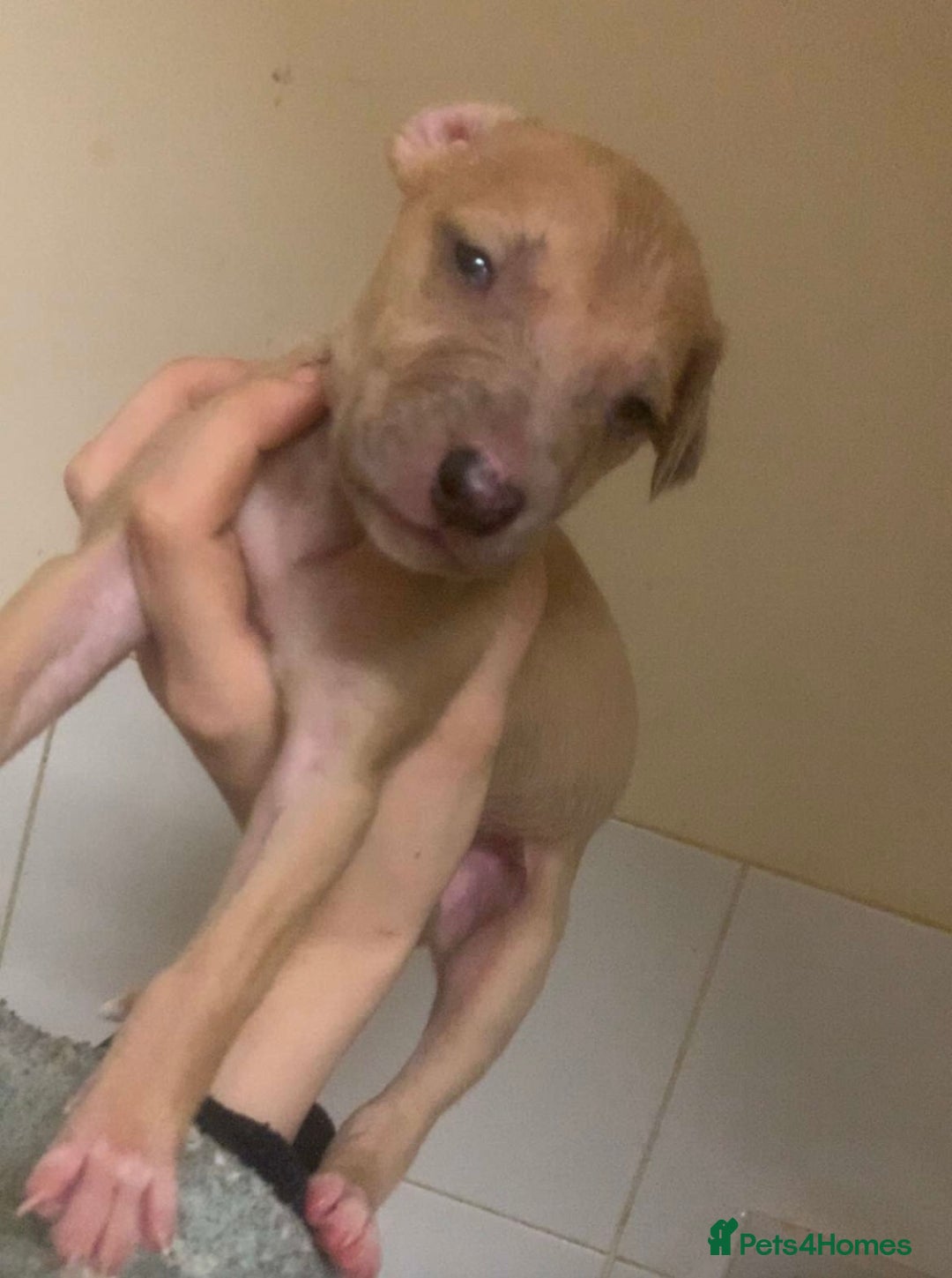 Mixed Breed dogs for sale: Merle Saluki Bull Collie Greyhound - Advert 11