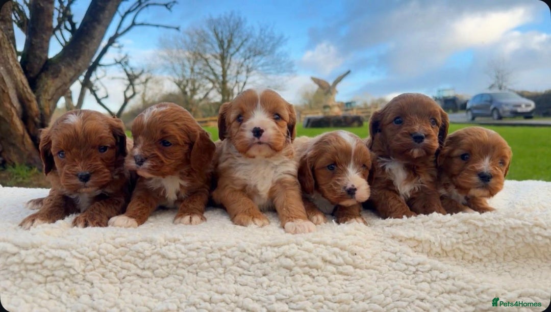 Cavapoo dogs for sale: Cavapoo Puppies - Advert 4