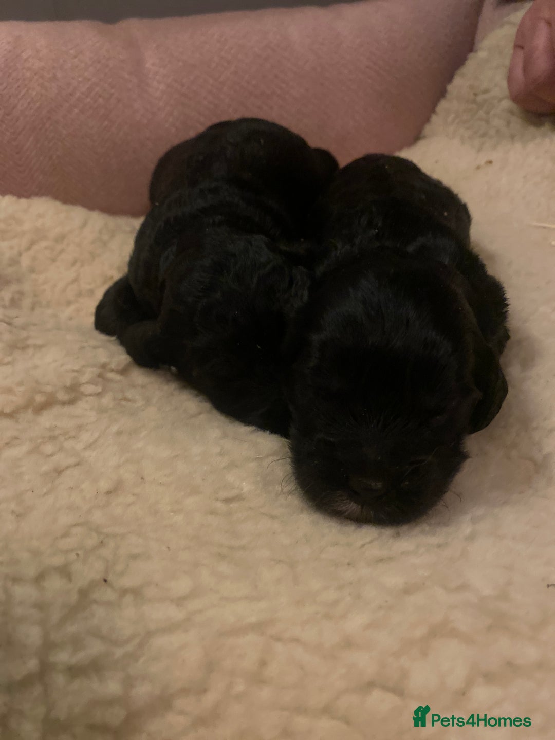 Cockapoo dogs for sale: cockapoo f1 puppies - Advert 8