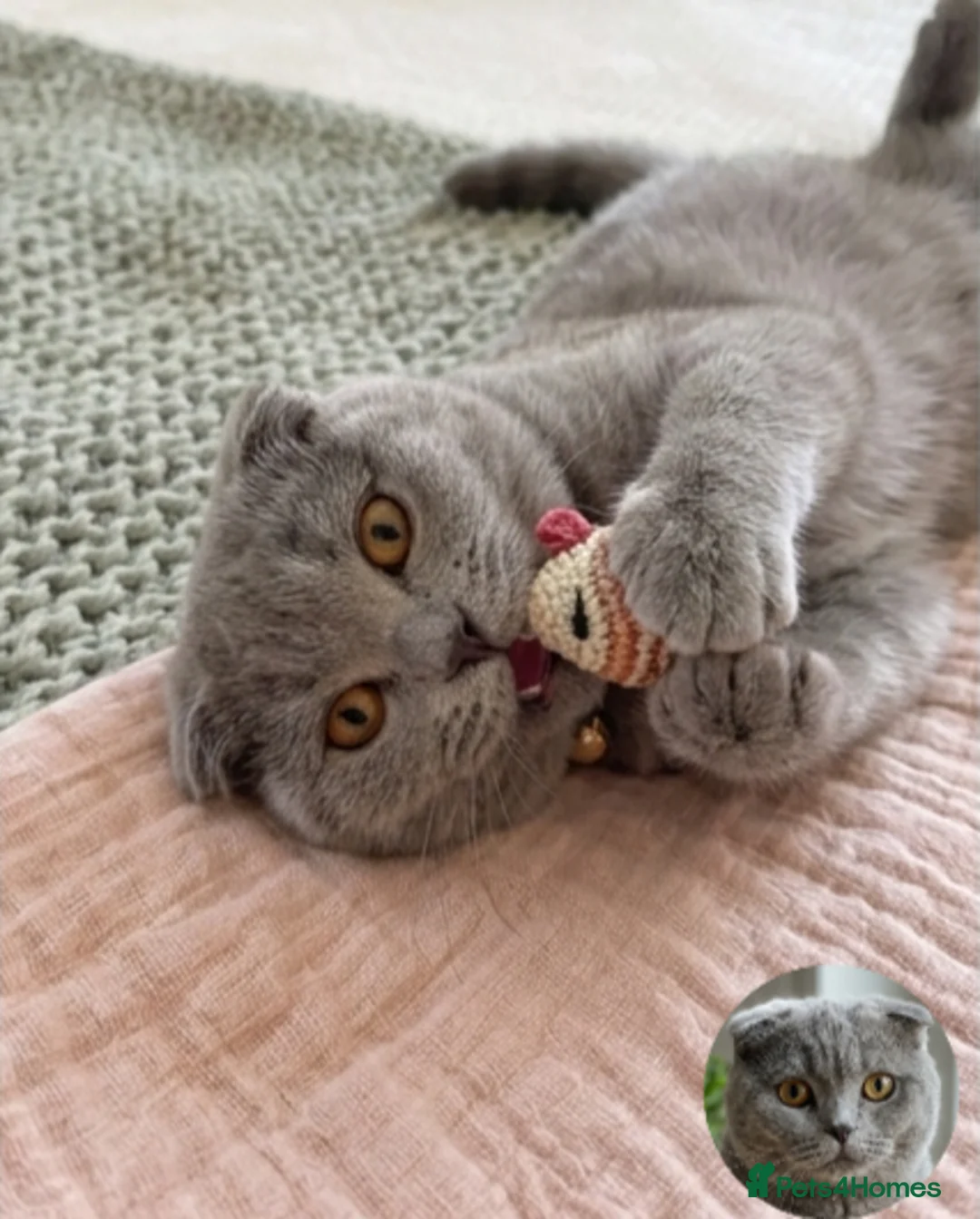 Scottish Fold cats for sale: 🐾 Scottish Fold cat, Needs a Home 🏡 😻🐾 - Advert 1