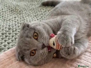 Scottish Fold cats 🐾 Scottish Fold cat, Needs a Home 🏡 😻🐾 - Advert 4