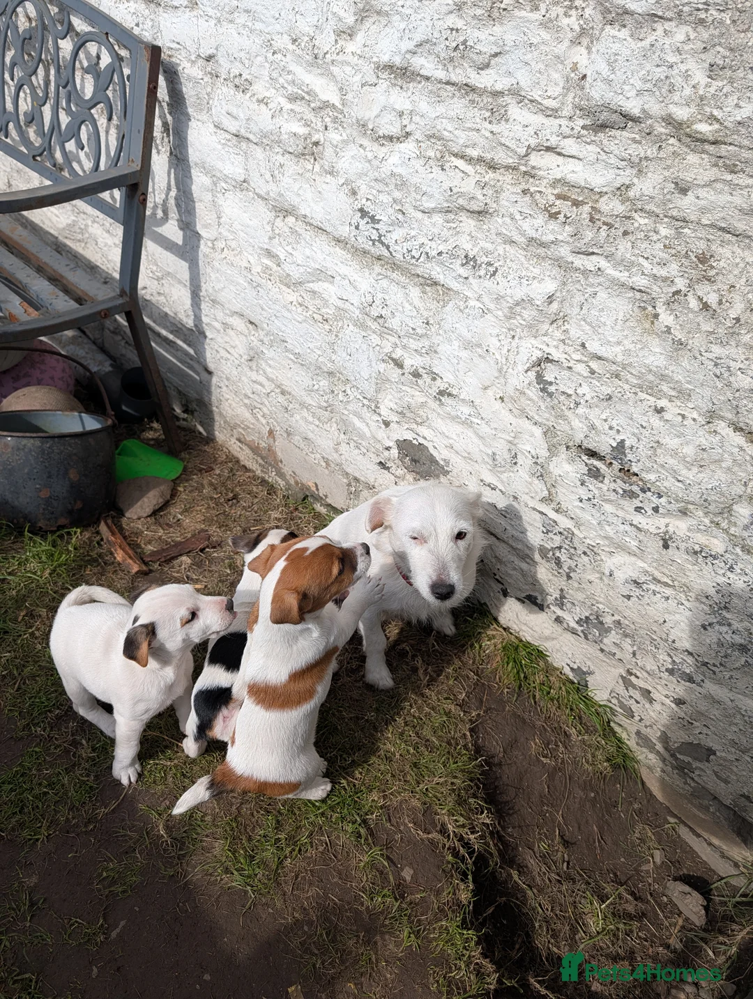 Jack Russell dogs for sale: Jack Russel bitch puppy - Advert 4