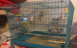Budgerigars birds for sale: Male budgie with cage  - Image 2
