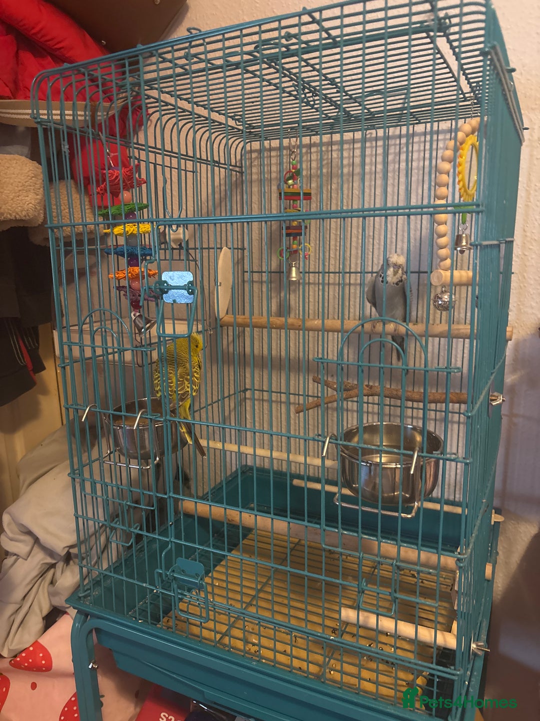 Budgerigars birds for sale: Male budgie with cage  - Image 2