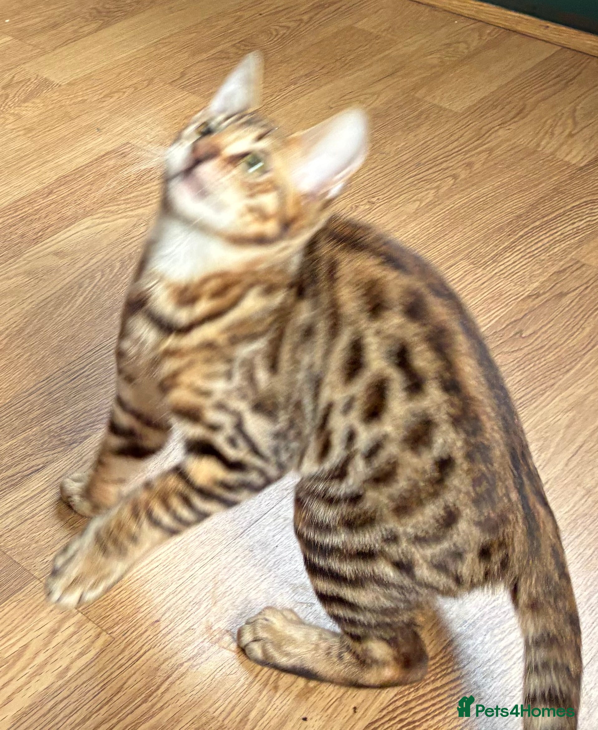 Savannah cats for sale: Male Savannah kitten  - Advert 2