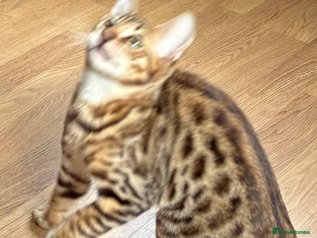 Savannah cats for sale: Male Savannah kitten - Advert 2