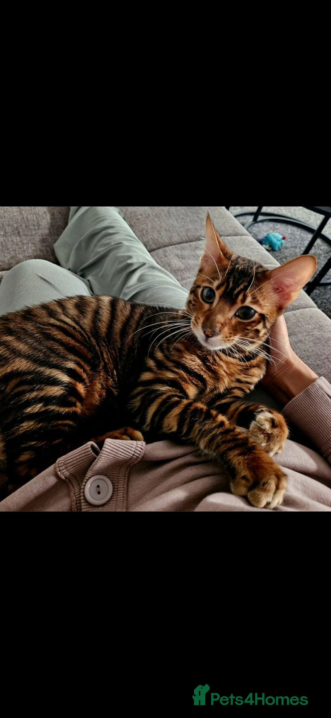Toyger cats for sale: American toygers in Dewsbury - Advert 1