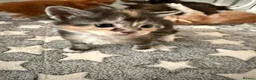 Maine Coon cats for sale: XL Red & White &  black smoke Maine Coon kittens  - Advert 5