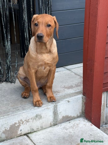 Labrador Retriever dogs MALE LABRADOR PUPPY FOR SALE - Advert 1