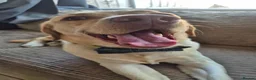 Labrador Retriever dogs for stud: Buddy looking for a girlfriend - Advert 2