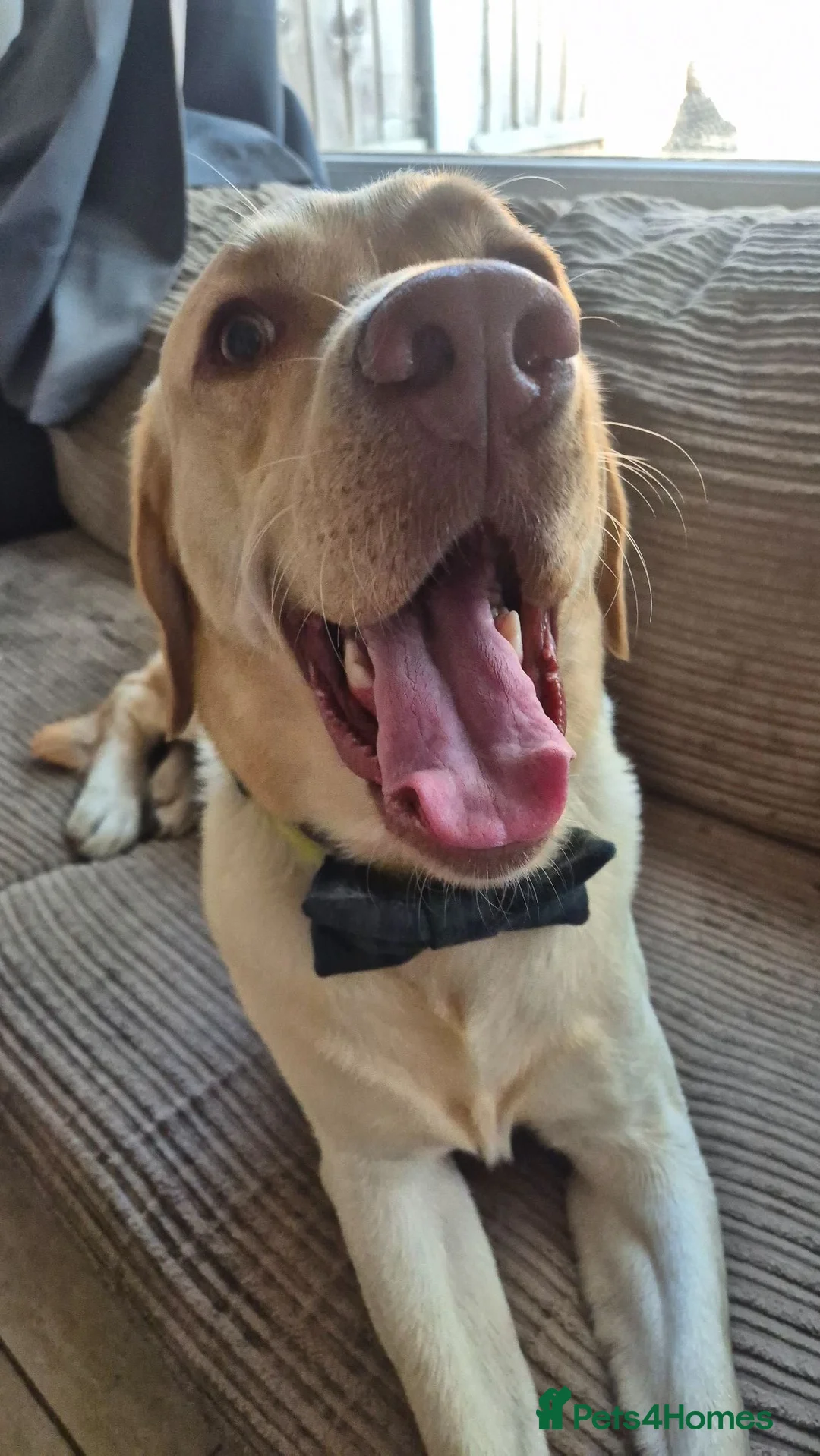 Labrador Retriever dogs for stud: Buddy looking for a girlfriend - Advert 2