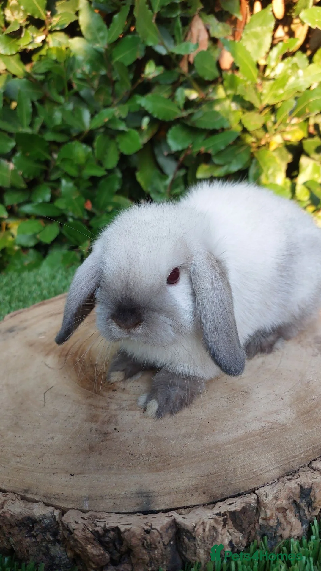 Mini Lop rabbits for sale: Mini lop female baby rabbit - Advert 2
