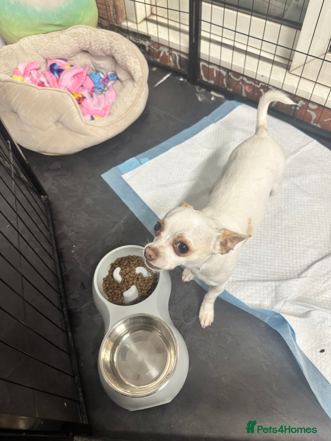 Chihuahua dogs for sale: ben🤍🤍 - Image 2