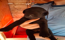 Labrador Retriever dogs for sale:  Labrador Pups (Health Tested) - Image 10