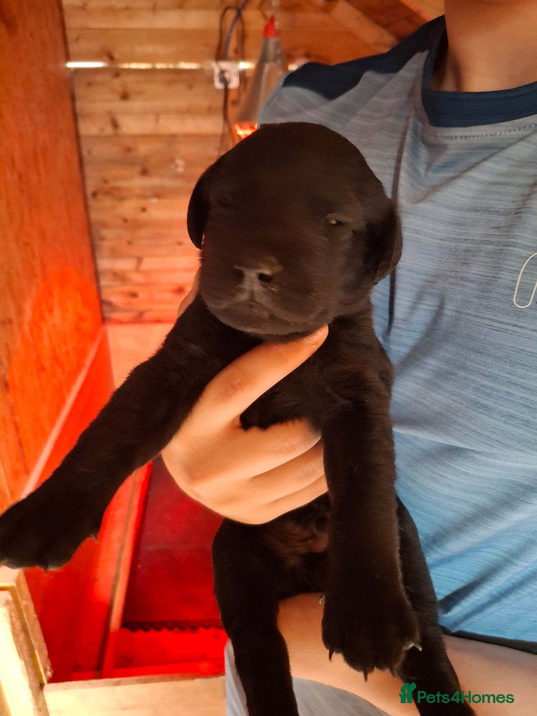 Labrador Retriever dogs for sale:  Labrador Pups (Health Tested) - Image 10