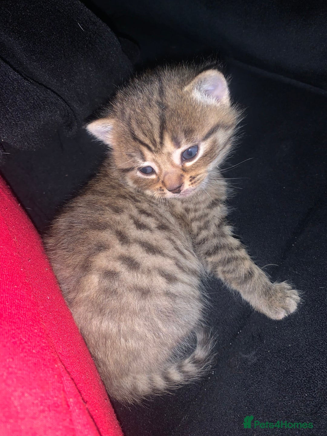 Mixed Breed cats for sale: beautiful kittens grey & ginger tortie and tabby - Advert 3