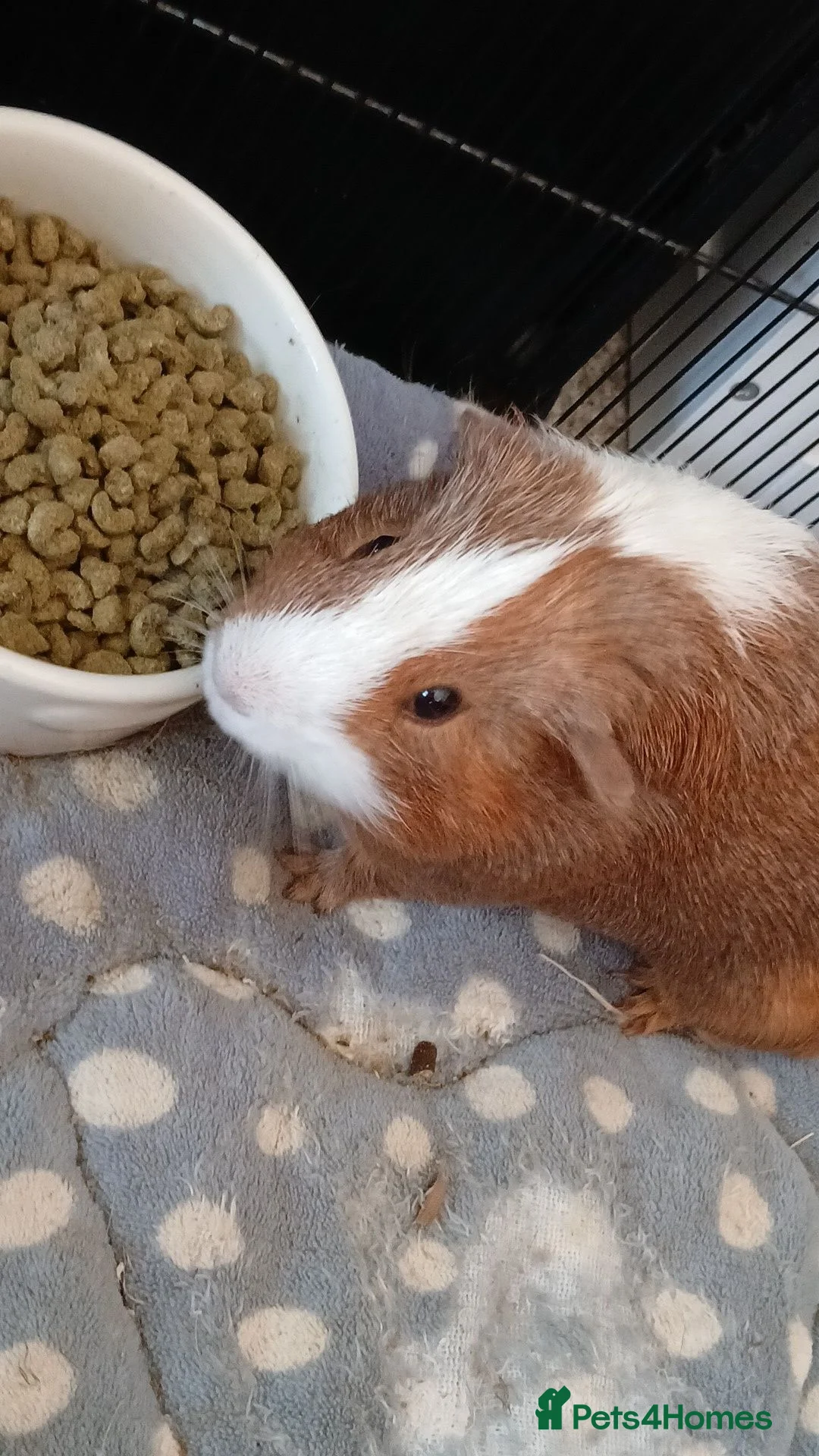 Guinea Pig rodents for sale: 2 boar guinea pigs sold separately or together in Glasgow - Advert 8
