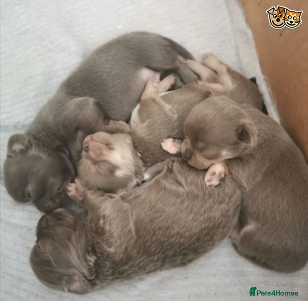 Chihuahua dogs for stud: Lilac and tan Russian import stud dog DNA tested in Rotherham - Advert 24